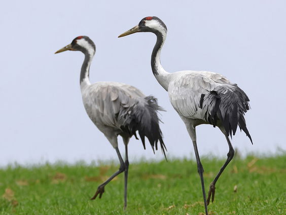 Kettingreactie 18 april 2023