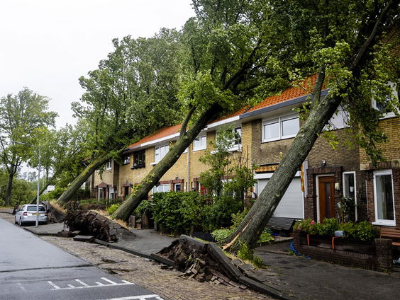 De Jaargetijden: Omgewaaide bomen