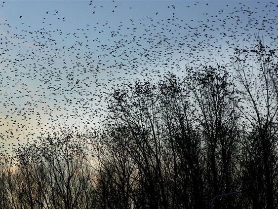 De jaargetijden: vogeltrek