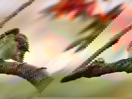 Lekkere Track: Help de huismus!