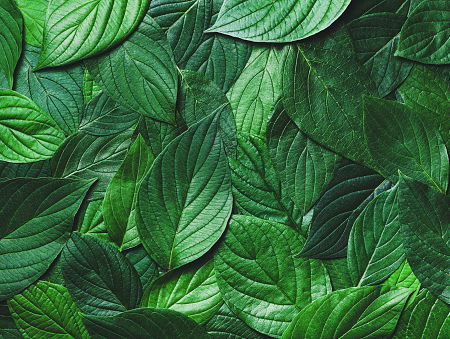 Het pareltje van de week