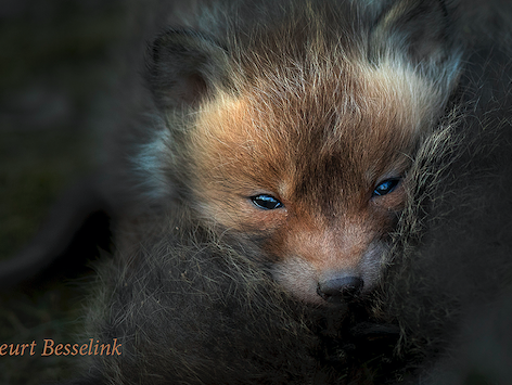 Natuurfotograaf Geurt Besselink komt met nieuw boek 'Veluwe, onverwacht weerzien'