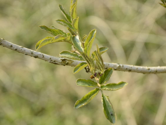 Tom en boswachter Martine op zoek naar de vlier.