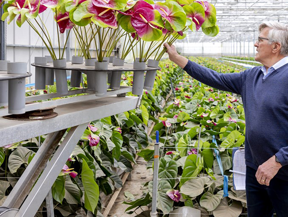Weer Nederlandse bloemen in Rome