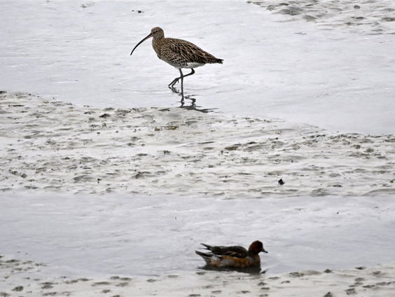 Ruben Smit gaat de natuur in met zijn natuurdocumentaire Strand