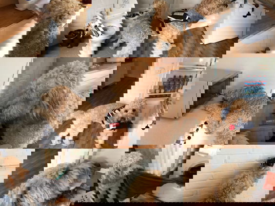 Erna Aarsen heeft een hulphond die haar helpt met het injecteren van medicijnen