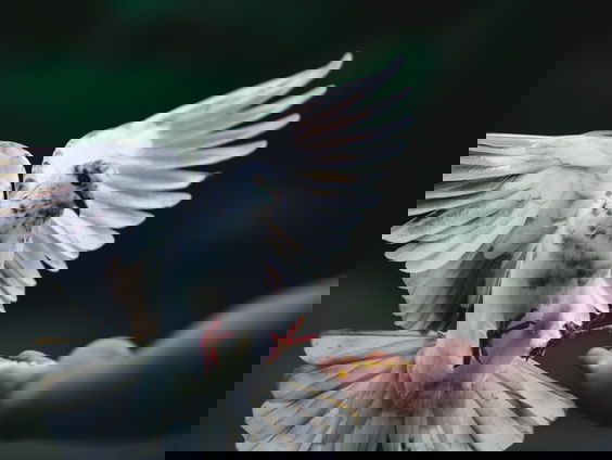 Rense Sinkgraven heeft duivenmelkersroman geschreven