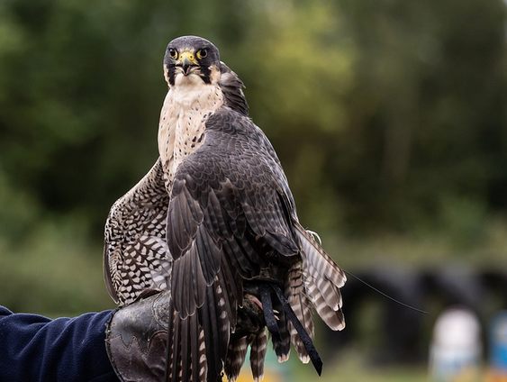 UNESCO heeft de Valkerij toegevoegd aan de lijst van Immaterieel Cultureel Erfgoed