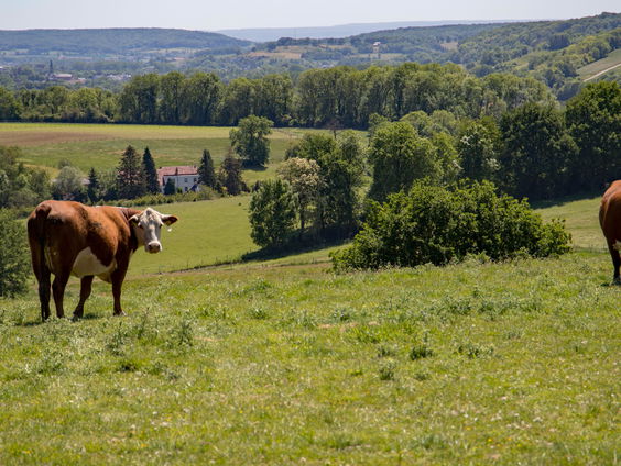 Een heerlijk vakantiegevoel in Limburg! Waarom?