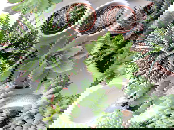 'Plantje voor Morgen' zorgt voor duurzame en groene workshops in de gevangenis