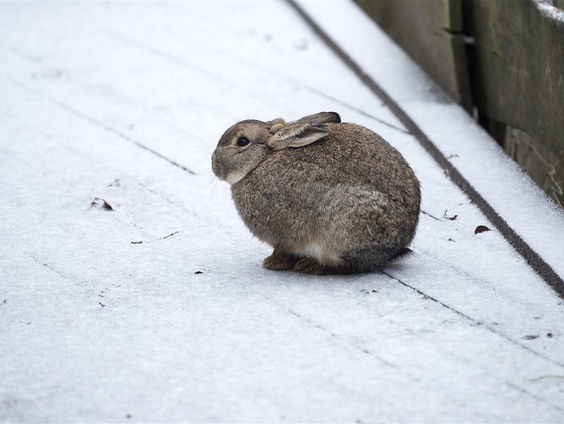 Het is stampvol bij de konijnenopvang
