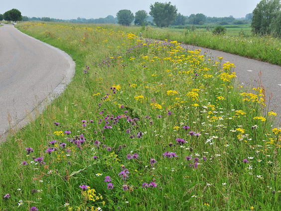 Bloem- en kruidenrijke dijken