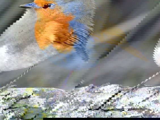 De Groote Peel is een prachtig vogelparadijs!