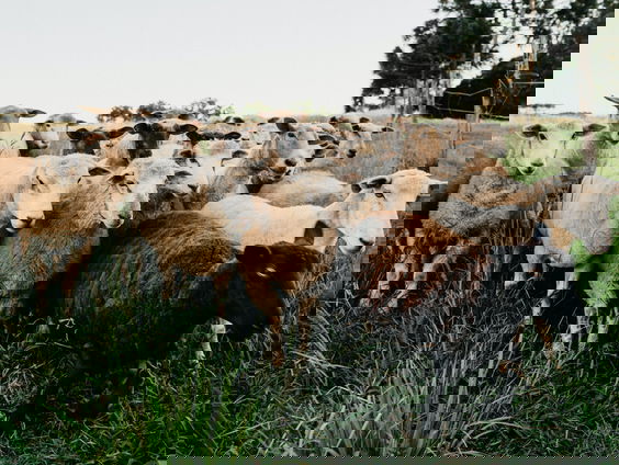 Schaapskudde loopt elke dag door het dorp in Exloo