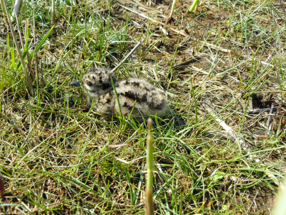 Op zoek naar nesten van weidevogels