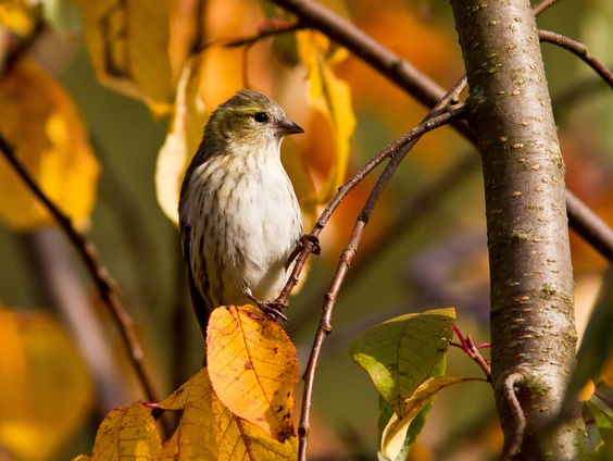 Terug in de tijd met B.J Thomas - 'His eye is on the sparrow'