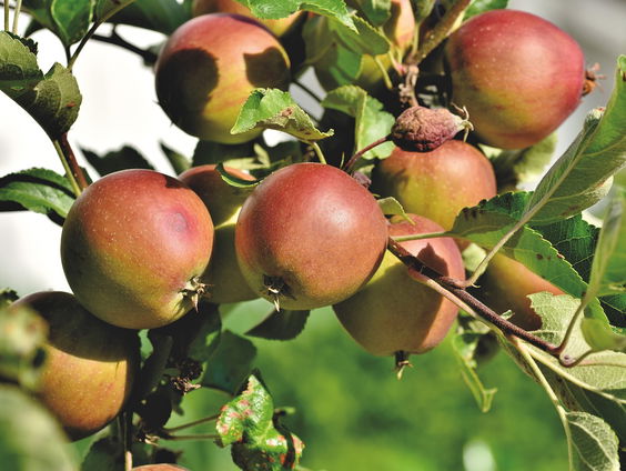 Hoge Veluwe plant zeldzame wilde appelbomen terug
