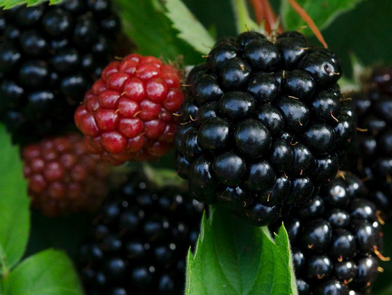 2022 is een goed Bramenjaar!