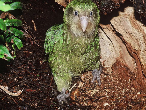 Rel na rel rond de Vogel van het Jaar-verkiezing Nieuw-Zeeland