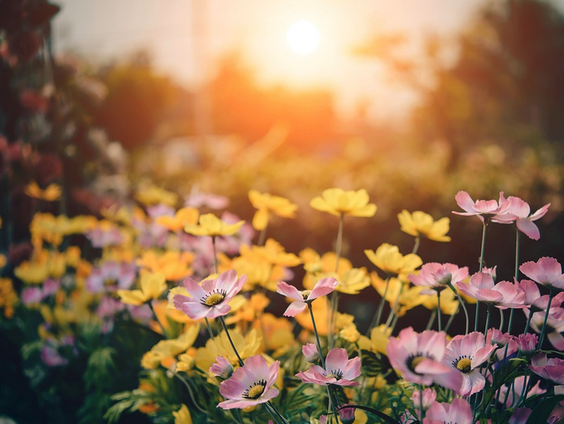 Hoe overleeft je tuin de hitte?