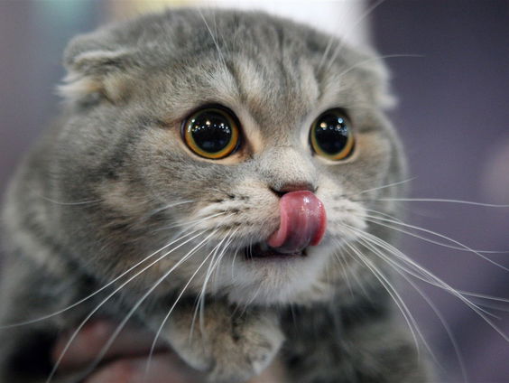 Dieren die hun populariteit danken aan films