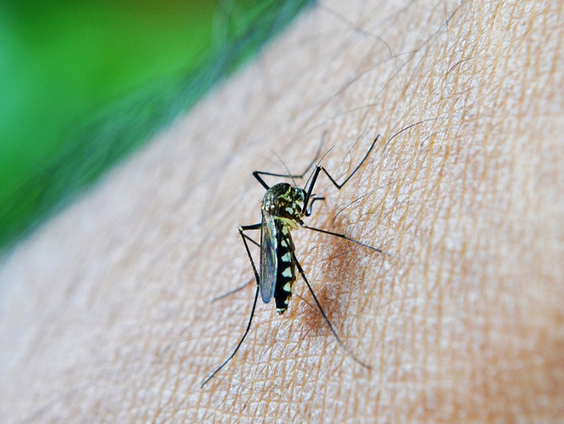 Westnijlvirus rukt op richting Nederland