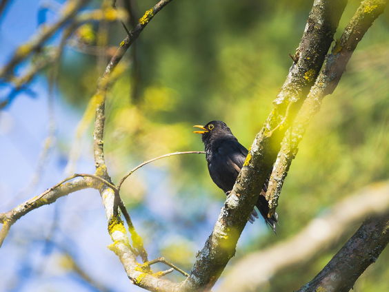 De vogelhuisjes, eekhoornhotels en egelrestaurants van Koert Lich zijn gewild in het hele land
