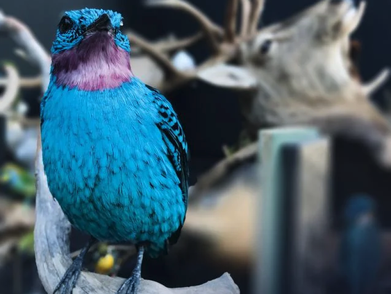 Tentoonstelling rond het Nederlands Kampioenschap Prepareren