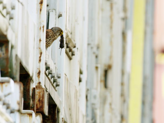 Eric Vloeimans maakte filmmuziek voor Wild Port Of Europe