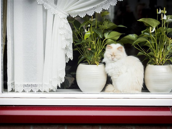 Biko: Waarom kijken we graag bij anderen naar binnen?