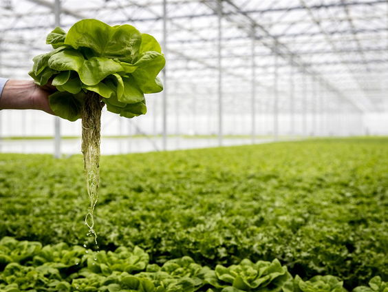 Sla-telers zien hun oogst in het water vallen - maar dat is alleen maar goed nieuws!