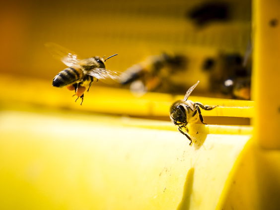 Hier haal je echte pure honing