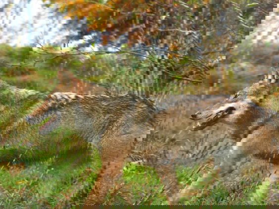 Cees van Kempen over de bijzondere natuurfilm 'WOLF'!