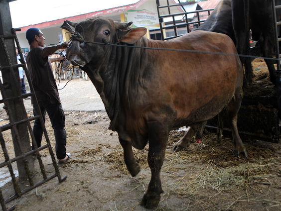 Stier gevangen op de snelweg