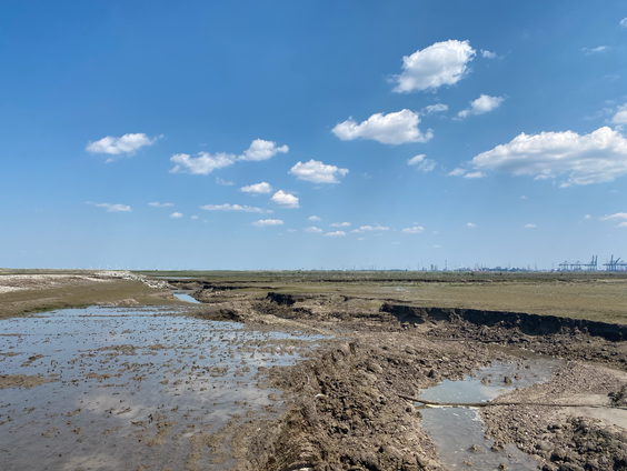Hoe het getij een voormalige polder omtovert in wilde natuur