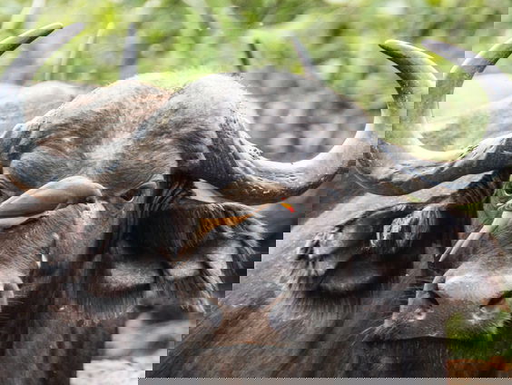 Auke-Florian Hiemstra enthousiast over het Wild Life Filmfestival