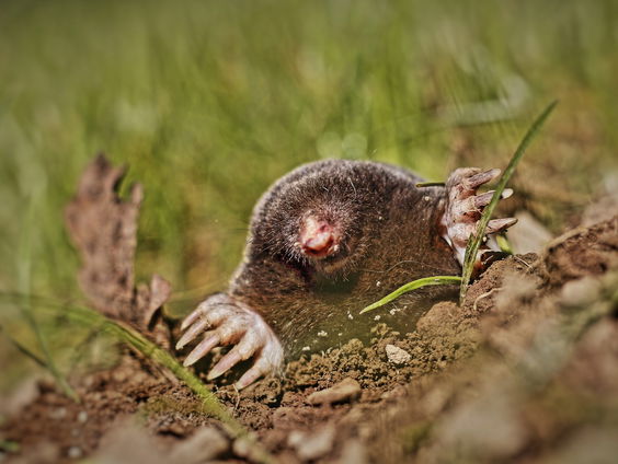 Waar is de mol? Komend weekend is het mollen tellen geblazen