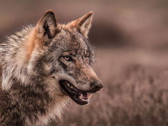 Sem Scheerder heeft de wolf gefotografeerd