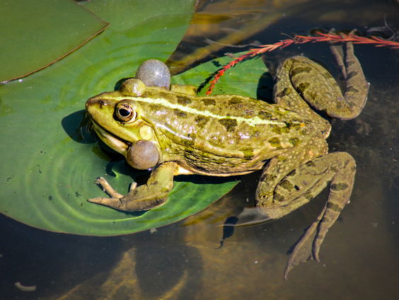 De kikkers en vlinders van Barry McGuire