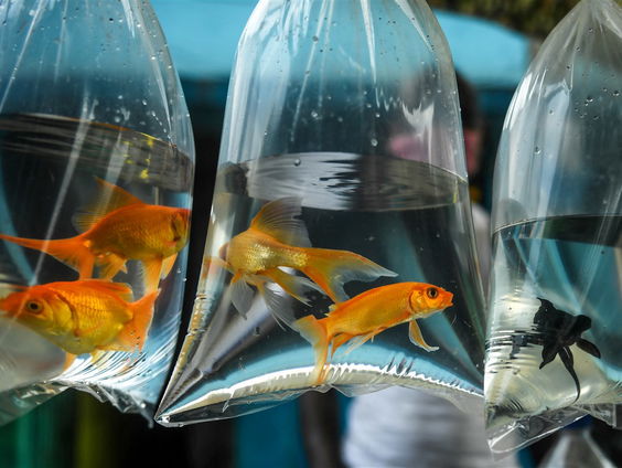 Waar praten vissen over?