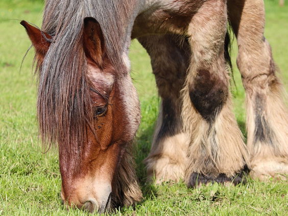 In het Friese Noordwolde werken paarden mee aan ecologisch bosbeheer