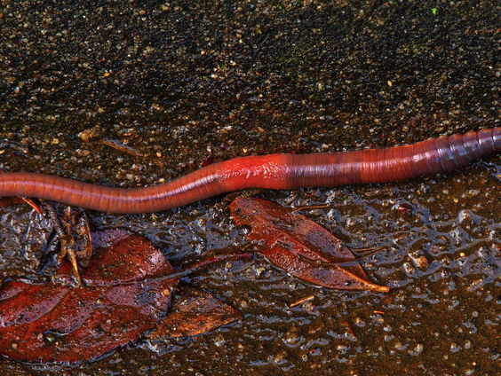 De allereerste landelijke regenwormentelling