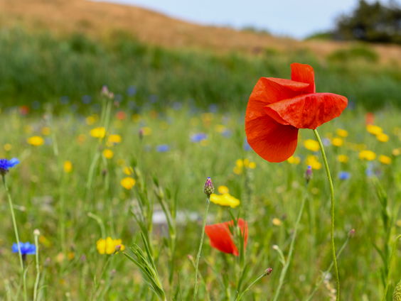 Adopteer een vierkante meter Texel