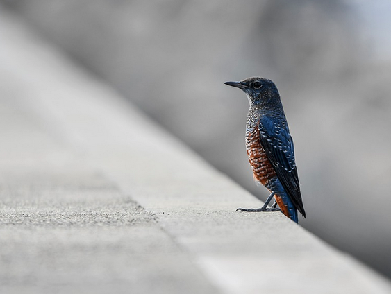 Wat moet je doen als je een zieke vogel vindt?