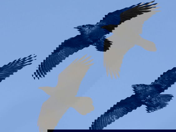 De comeback van de raaf in Nederland