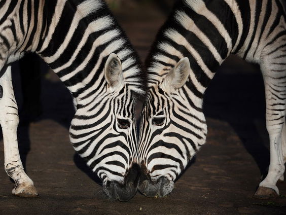 Een zebramotief doet wonderen!