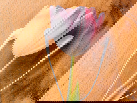 HZD: Helpt muziek planten groeien?