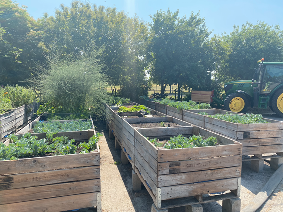 Op deze Zeeuwse boerderij vind je zeekool, zilte aardappelen en oesterblad