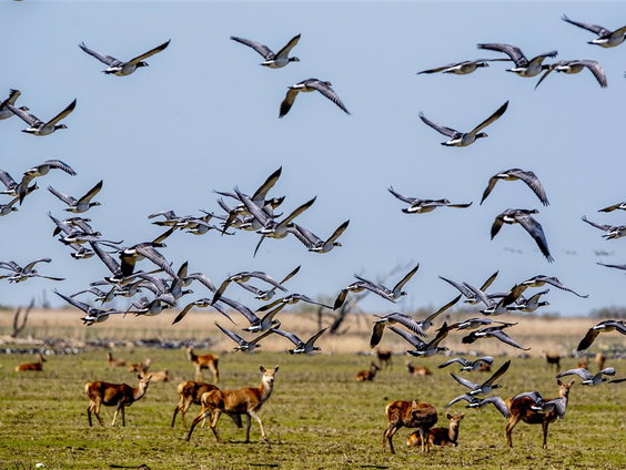 De ganzen vliegen weer over!