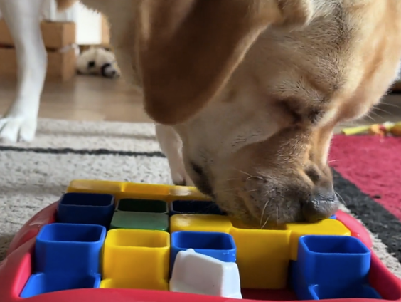 Honden, kippen en konijnen kunnen ook puzzelen